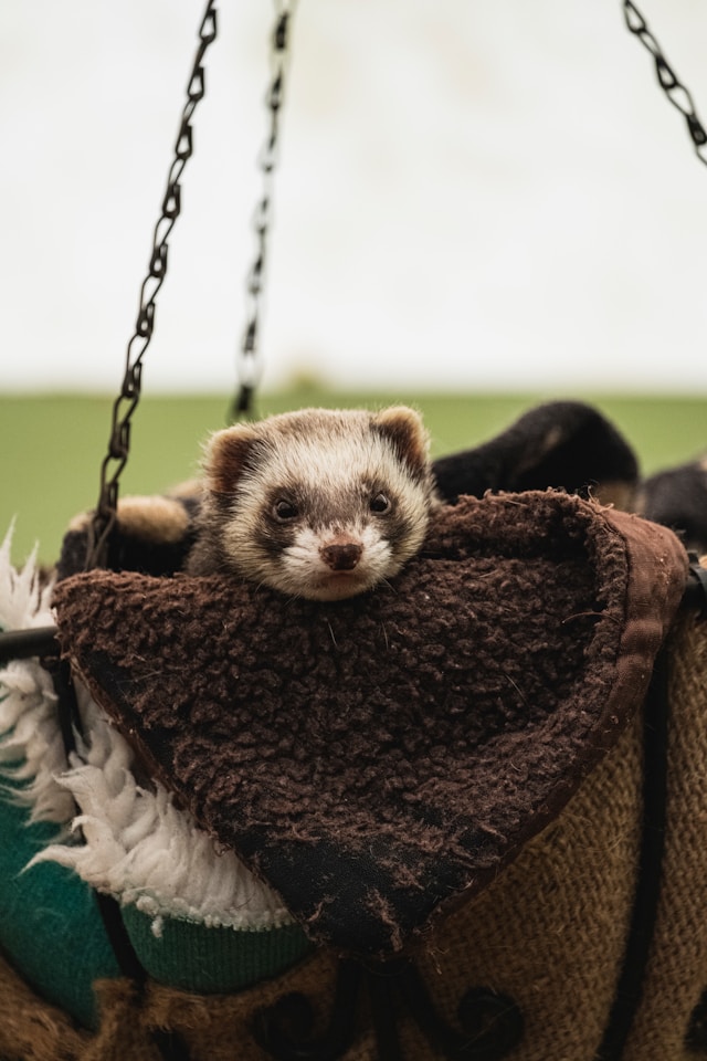 Frettchen - Foto von Alfred Kenneally auf Unsplash
