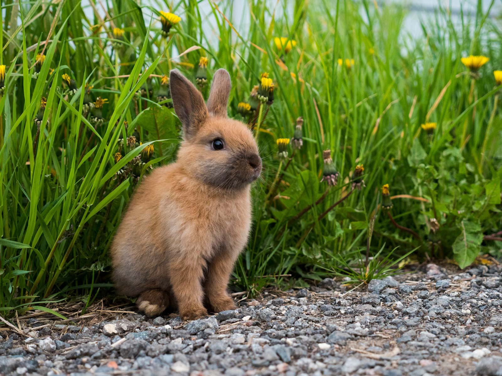 Kaninchen mit Löwenzahn von unsplash