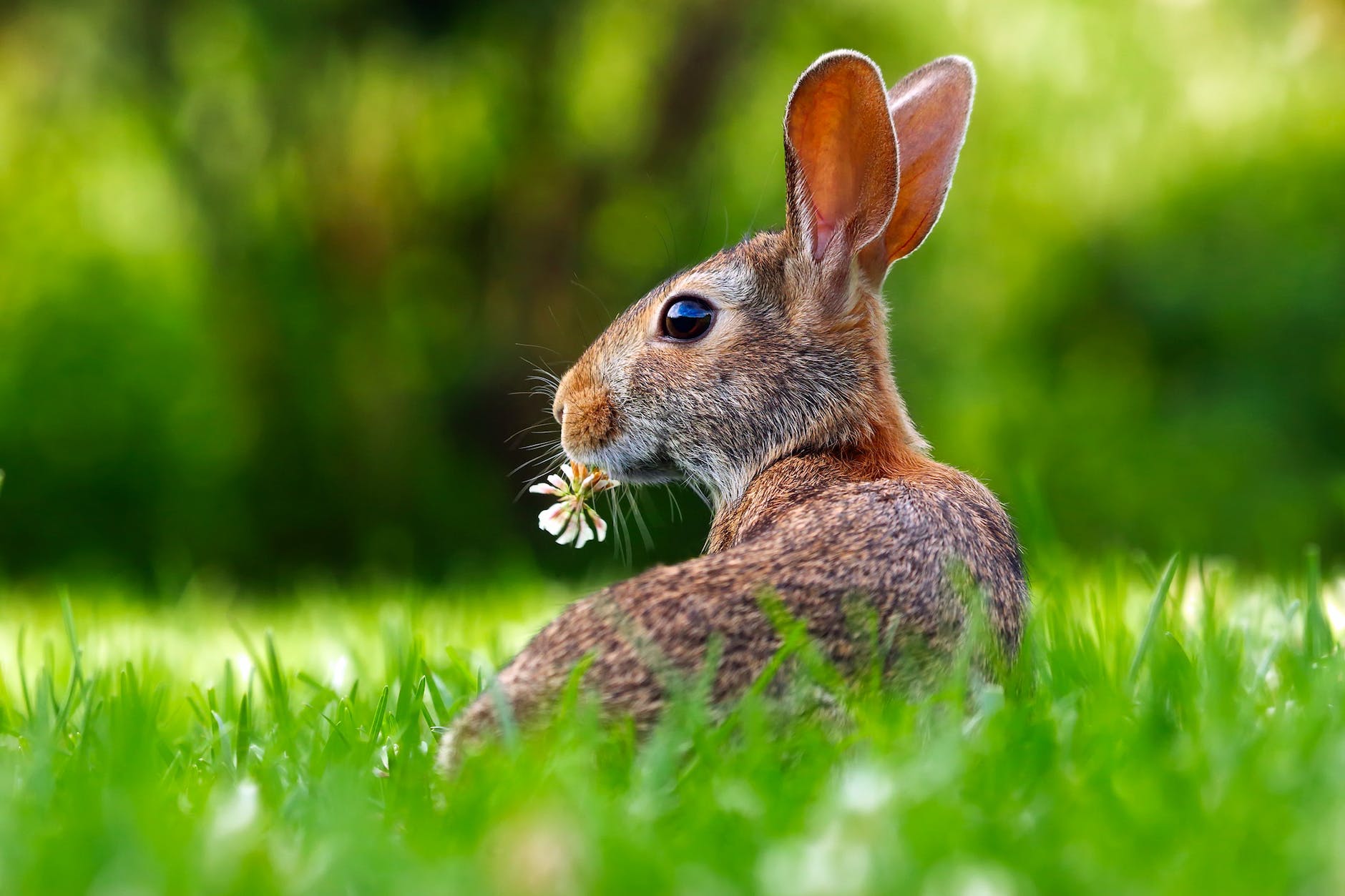 Hase futtert Gänseblümchen auf gründer Wiese